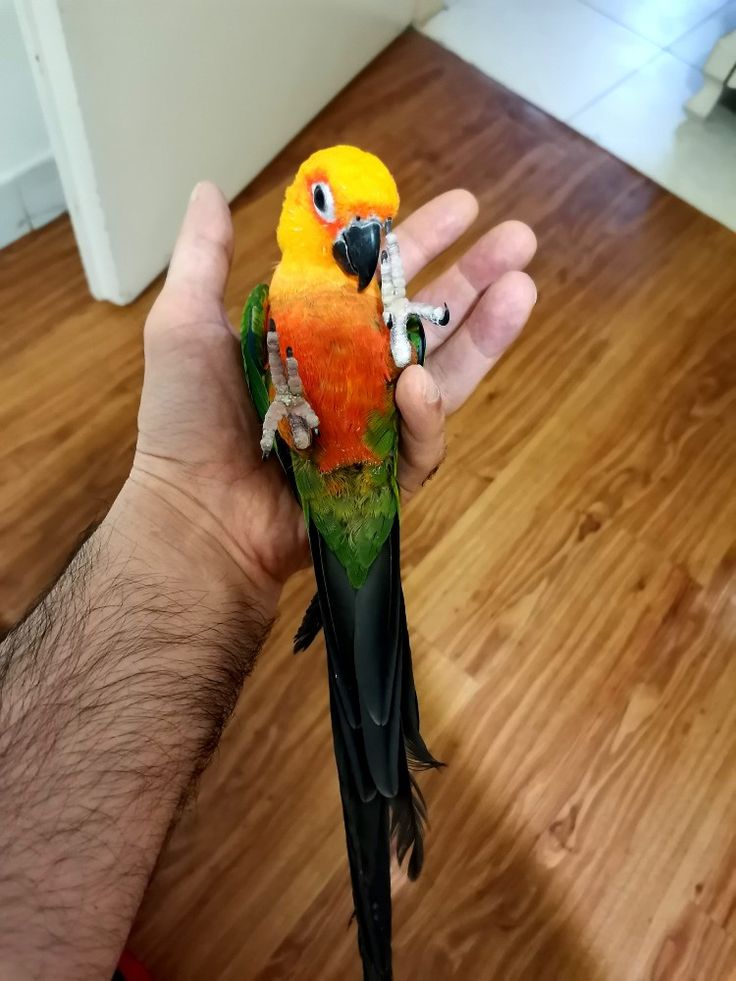 Jeune conure de Jandaya